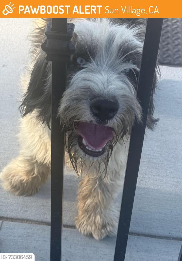 Found/Stray Unknown Dog last seen E ave Q-12 Littlerock CA, Sun Village, CA 93543
