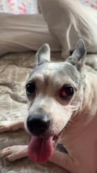 Reunited Female Dog last seen Belle and grand, Fort Smith, AR 72901