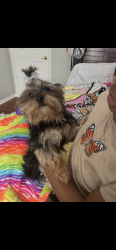 Reunited Female Dog last seen English Oaks & E Bending Oak Ln, Pearland, TX 77581