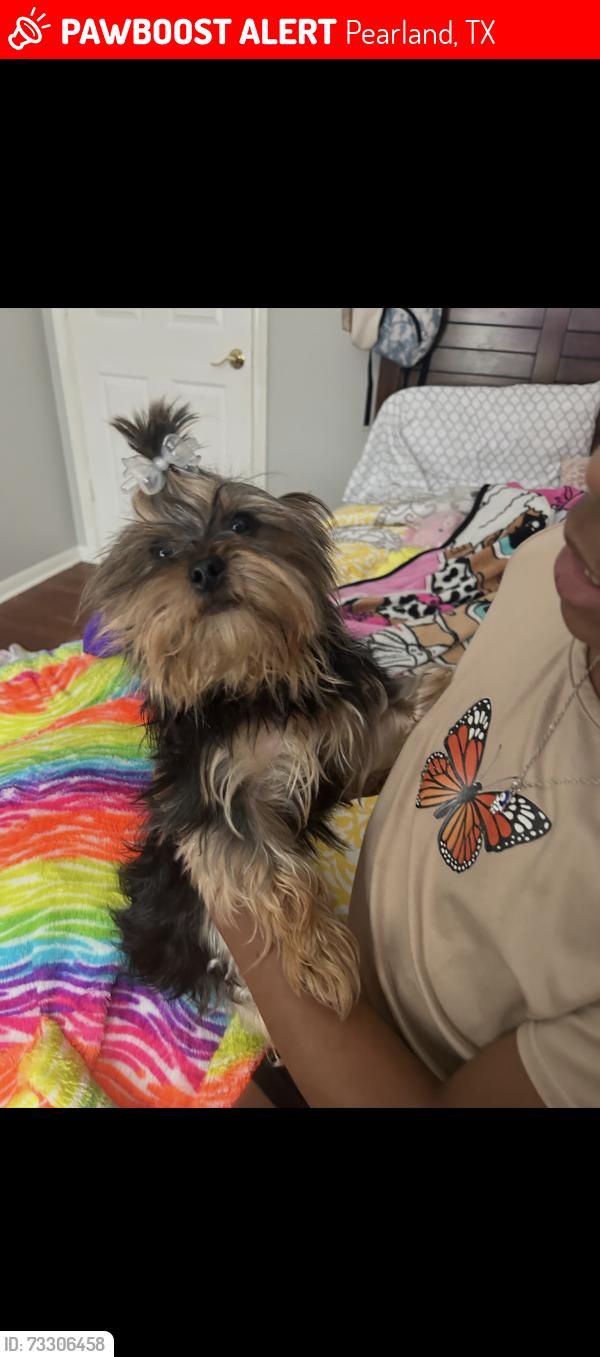 Lost Female Dog last seen English Oaks & E Bending Oak Ln, Pearland, TX 77581