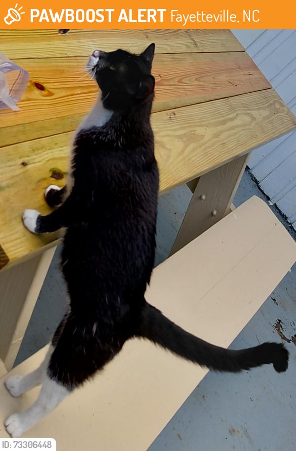 Found/Stray Unknown Cat last seen Lagrange st. Fayetteville NC, Fayetteville, NC 28314