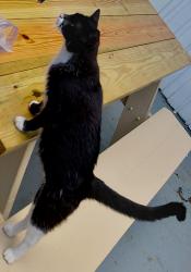 Found/Stray Unknown Cat last seen Lagrange st. Fayetteville NC, Fayetteville, NC 28314