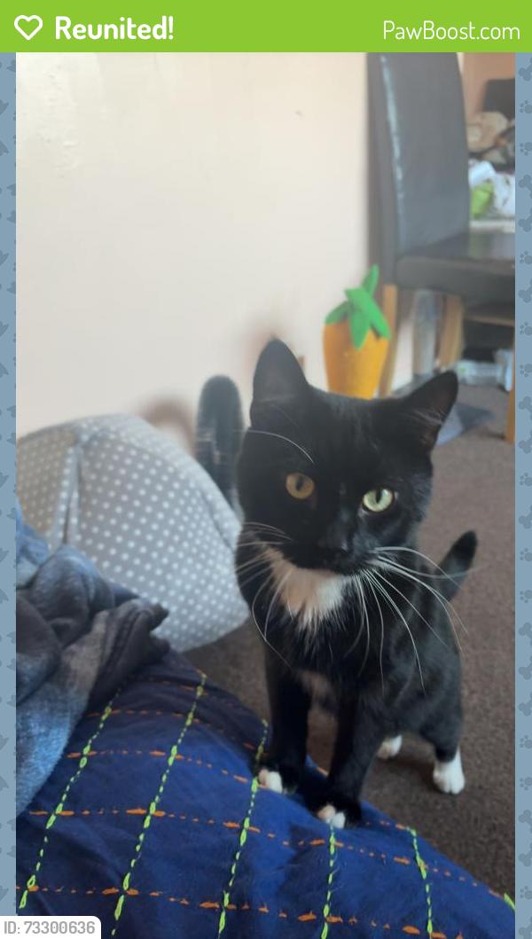 Reunited Male Cat last seen Balfourd Road, Portsmouth, England 