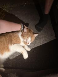 Reunited Unknown Cat last seen Bayberry ln, greenboro, NC, Greensboro, NC 27455