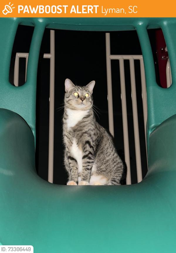Found/Stray Unknown Cat last seen At the park in Stanford Village next to the townhomes., Lyman, SC 29365