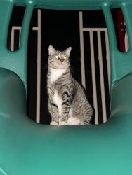 Found/Stray Unknown Cat last seen At the park in Stanford Village next to the townhomes., Lyman, SC 29365