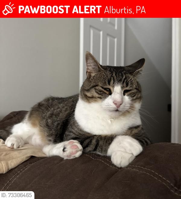 Lost Female Cat last seen Mary Ann drive alburtis pa, 18011, Alburtis, PA 18011
