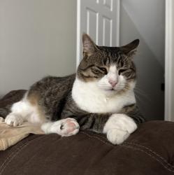 Lost Female Cat last seen Mary Ann drive alburtis pa, 18011, Alburtis, PA 18011