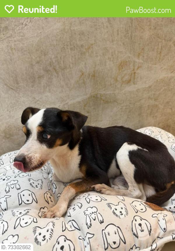 Reunited Male Dog last seen Sheridan St & US-441, Hollywood, FL 33021, USA, Hollywood, FL 33021