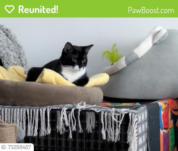 Reunited Female Cat last seen Eirene Road BN12 4FF, Goring-by-Sea, England BN12 4FF