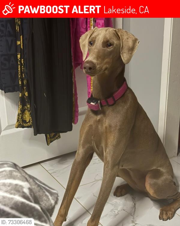 Lost Female Dog last seen Hillikers ranch, Lakeside, CA 92040