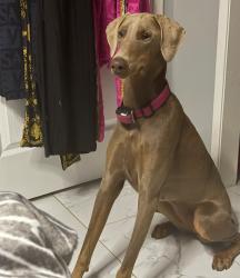 Lost Female Dog last seen Hillikers ranch, Lakeside, CA 92040