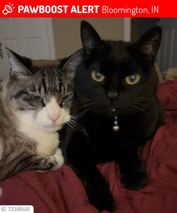 Lost Female Cat last seen Just north of YMCA South, Bloomington, IN 47401