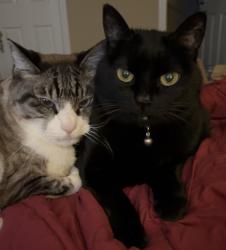 Lost Female Cat last seen Just north of YMCA South, Bloomington, IN 47401