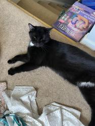 Reunited Male Cat last seen nursery rd and patapsco rd, Linthicum Heights, MD 21090