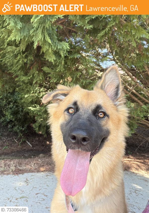 Found/Stray Female Dog last seen Old Norcross and Cruse road, Lawrenceville, GA 30044