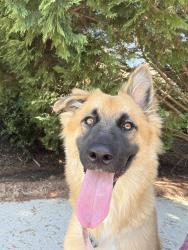Found/Stray Female Dog last seen Old Norcross and Cruse road, Lawrenceville, GA 30044