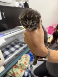 Shelter Stray Female Cat last seen Lake Merritt, Oakland, CA, 1101 29th Ave, Oakland, CA 94601, USA