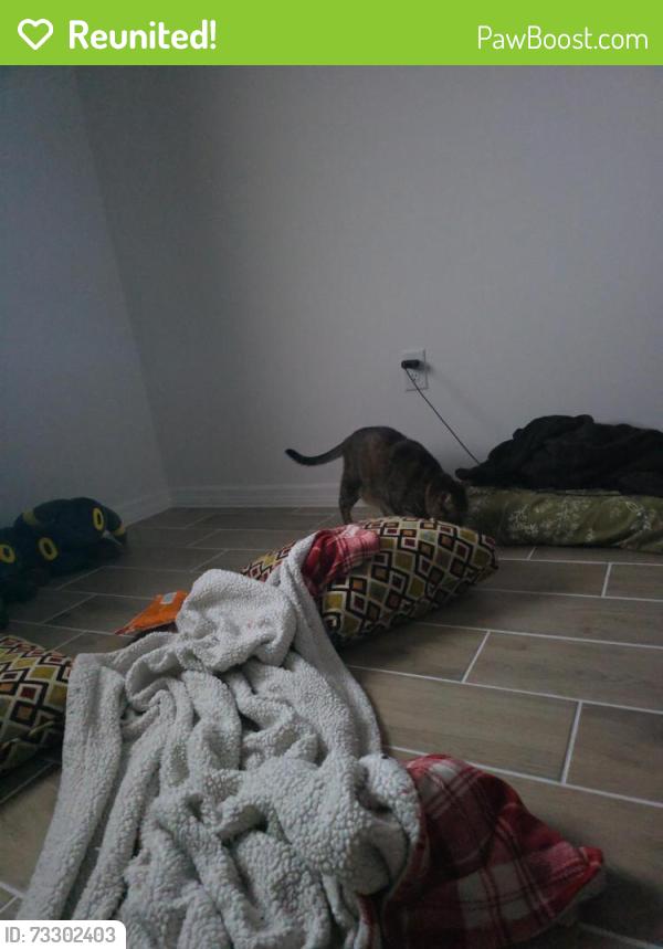 Reunited Female Cat last seen Near Broadoak Drive.Home in Dundee florida, Lake Wales, FL 33898