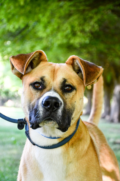 Shelter Stray Male Dog last seen Near S 62nd Ave, City of Yakima, WA, 2405 W Birchfield Rd, Yakima, WA 98901, USA