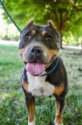 Shelter Stray Female Dog last seen Near Weikel Rd, City of Yakima, WA, 2405 W Birchfield Rd, Yakima, WA 98901, USA