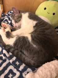 Reunited Male Cat last seen Colts Lane in Carriage Gate neighborhood off of Dayton Road, Flemington, NJ 08822