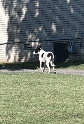 Found/Stray Unknown Dog last seen Highland and dutchmans dr, Nashville, TN 37076