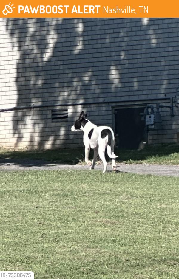 Found/Stray Unknown Dog last seen Highland and dutchmans dr, Nashville, TN 37076