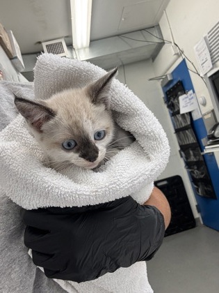 Shelter Stray Female Cat last seen Near block of Genesse St, Seattle, WA, 2061 15th Ave W, Seattle, WA 98119, USA