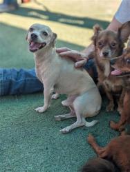 Shelter Stray Male Dog last seen Near N GIBRALTAR, CITY of El Paso, TX, 5001 Fred Wilson Ave, El Paso, TX 79906, USA