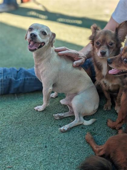 Shelter Stray Male Dog last seen Near N GIBRALTAR, CITY of El Paso, TX, 5001 Fred Wilson Ave, El Paso, TX 79906, USA