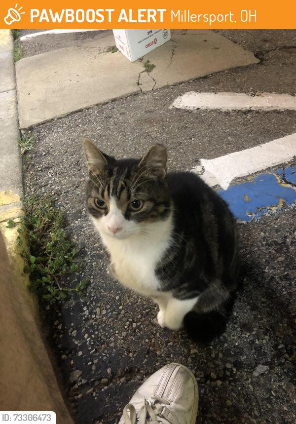 Found/Stray Female Cat last seen Near Lancaster St, Millersport, OH 43046