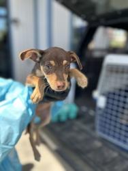 Shelter Stray Female Dog last seen S Chestnut Ave & N Nebraska Ave, Fresno Zone Fresno CO 3 93725, CA, 1510 W Dan Ronquillo Dr, Fresno, CA 93706, USA
