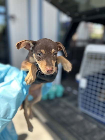 Shelter Stray Female Dog last seen S Chestnut Ave & N Nebraska Ave, Fresno Zone Fresno CO 3 93725, CA, 1510 W Dan Ronquillo Dr, Fresno, CA 93706, USA
