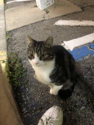 Found/Stray Female Cat last seen Near Lancaster St, Millersport, OH 43046
