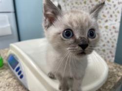 Shelter Stray Male Cat last seen Near Farnham Rd, 43607, OH, 827 Illinois Ave, Maumee, OH 43537, USA