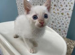 Shelter Stray Male Cat last seen Near Farnham Rd, 43607, OH, 827 Illinois Ave, Maumee, OH 43537, USA