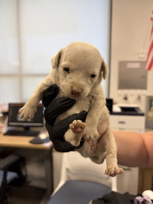 Shelter Stray Female Dog last seen S Chestnut Ave & N Nebraska Ave, Fresno Zone Fresno CO 3 93725, CA, 1510 W Dan Ronquillo Dr, Fresno, CA 93706, USA