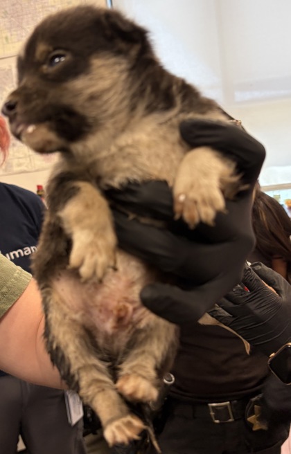 Shelter Stray Male Dog last seen S Chestnut Ave & N Nebraska Ave, Fresno Zone Fresno CO 3 93725, CA, 1510 W Dan Ronquillo Dr, Fresno, CA 93706, USA