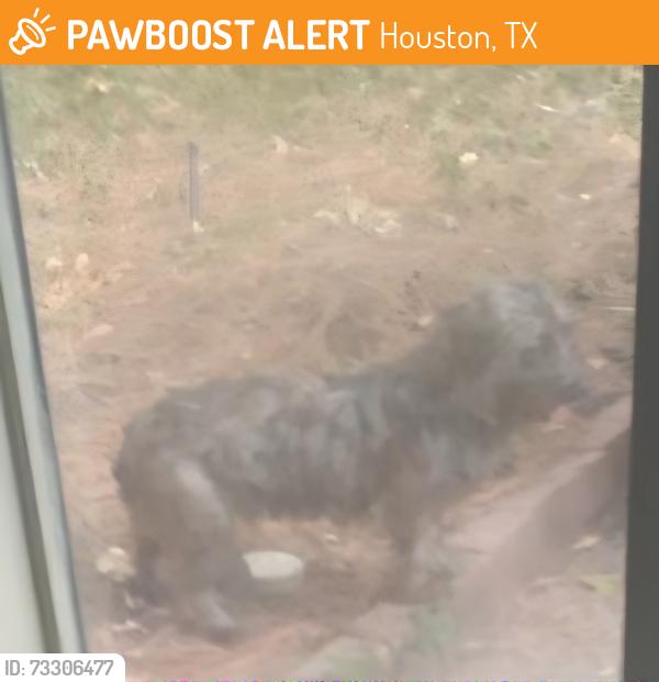 Found/Stray Unknown Dog last seen Sugarpine and roanwood, Houston, TX 77090