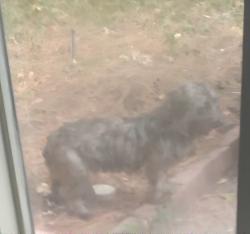 Found/Stray Unknown Dog last seen Sugarpine and roanwood, Houston, TX 77090