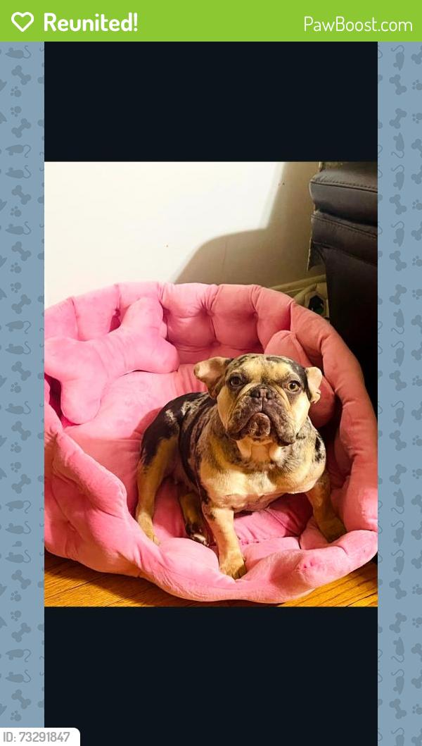 Reunited Female Dog last seen Near halyburton rd, Stony Point, NC 28678