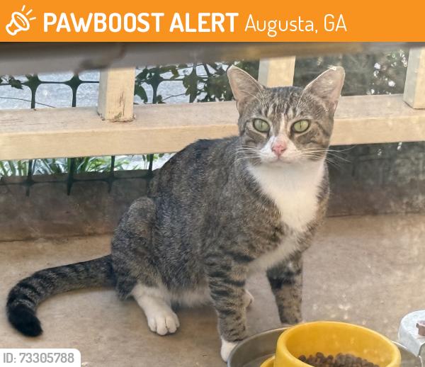 Found/Stray Male Cat last seen Woodbluff Way/ Skinner Mill Rd, Augusta, GA 30909