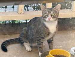Found/Stray Male Cat last seen Woodbluff Way/ Skinner Mill Rd, Augusta, GA 30909