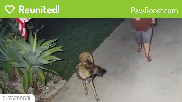 Reunited Male Dog last seen Carlsbad Street, San Diego, CA 91977