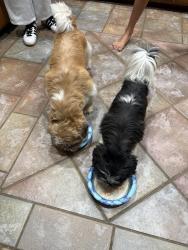 Reunited Male Dog last seen Morrison trail, bluff creek dr, Edmond, OK 73012