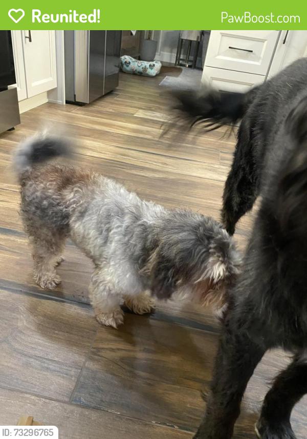 Reunited Male Dog last seen 37th St. South, St Petersburg, FL, St. Petersburg, FL 33712