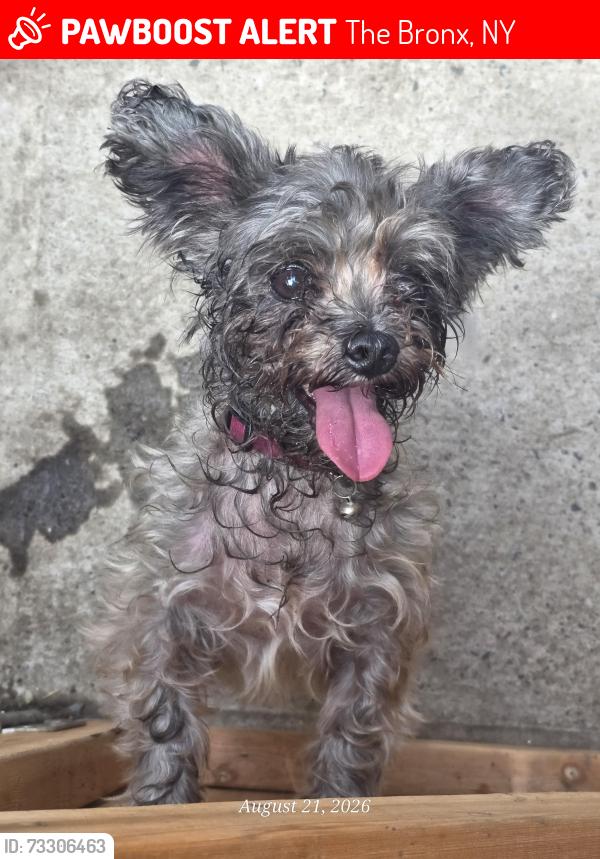 Lost Female Dog last seen Between Barnes and Bronxwood Ave, The Bronx, NY 10467
