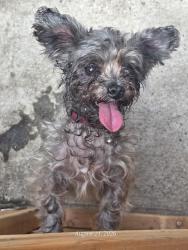 Lost Female Dog last seen Between Barnes and Bronxwood Ave, The Bronx, NY 10467