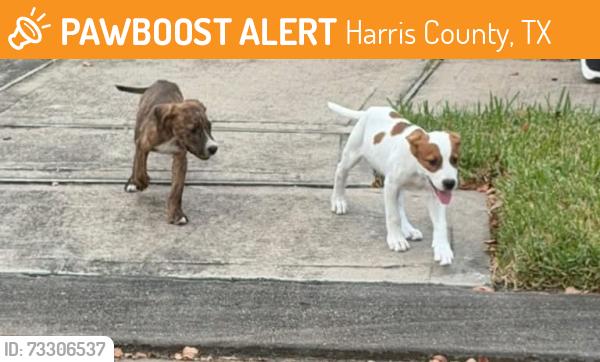 Found/Stray Unknown Dog last seen Klein Cain, Harris County, TX 77375